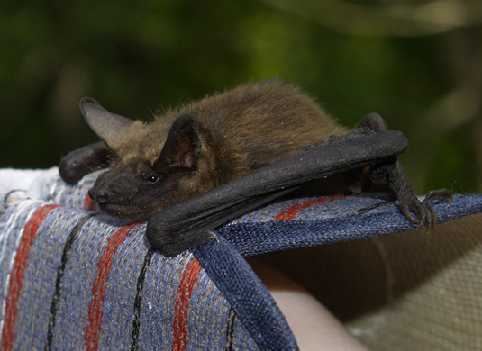 Brown Bat Baby